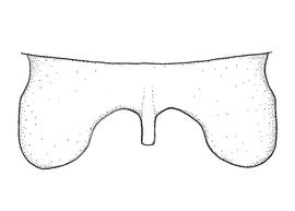   Anthidium placitum  male, diagram showing dorsal view of seventh tergum (T7), diagram from Gonzalez and Griswold 2013 
